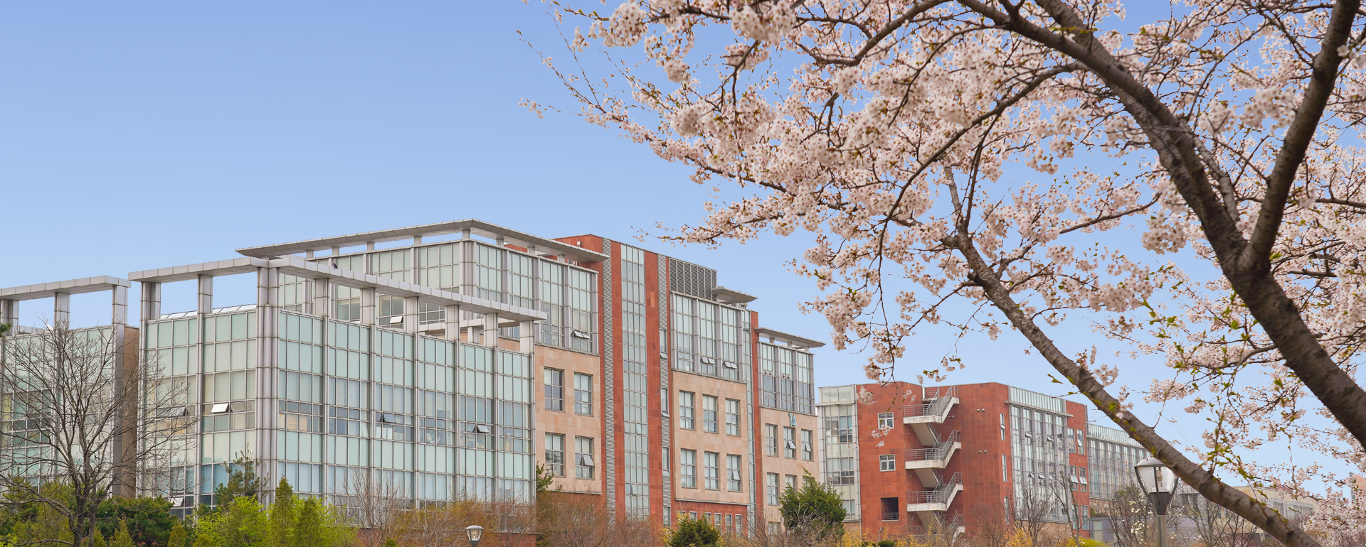 20250422 벚꽃_2.jpg